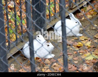 white fluffy rabbits in a cage sit in autumn selective focus Stock Photo