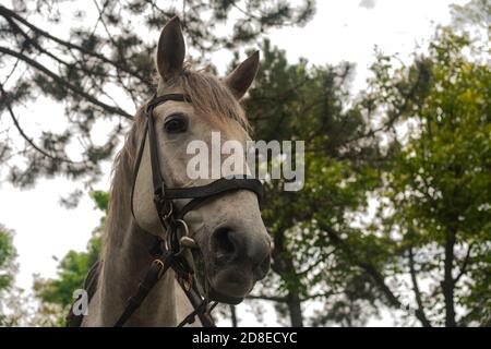 white gray horse grazing on the green grass in the forest, horse harnessed in leather harness, close up portrait Stock Photo