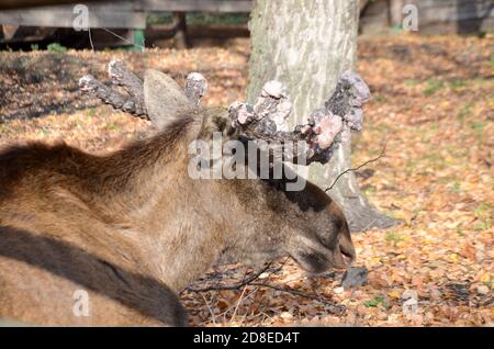 elk with large horns growths on their horns in autumn selective focus Stock Photo