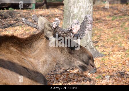 elk with large horns growths on their horns in autumn selective focus Stock Photo