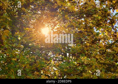 Front view on colorful maple tree in november autumn. Sun star. Stock Photo