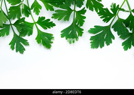 Parsley leaves on a white background. Fresh green sprigs of parsley top view. Copy space spicy herbs. Stock Photo