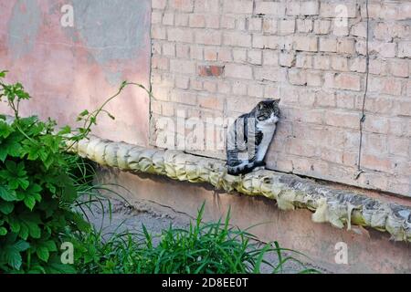 A gray cat sits on a pipe and warms up. The outer pipe along the building is wrapped in glass wool and the cat sits on top. Homeless animals near resi Stock Photo