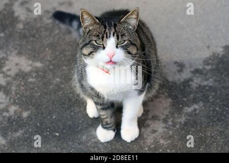 The cat sits on the pavement, squinting its eyes and looking up straight into the camera. A cat with a white chest and a collar. Pets Stock Photo