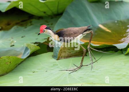 A comb crested jacana (Irediparra gallinacea), also known as the lotusbird or lilytrotter, Northern Territory, Australia Stock Photo