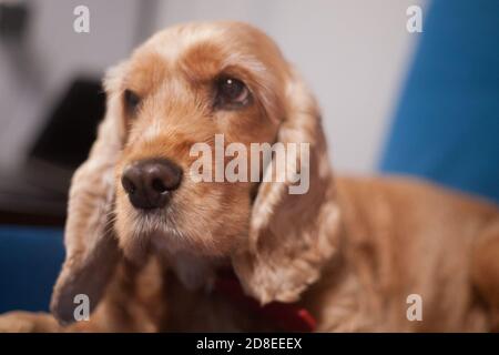 Cute pet spaniel dog in a cozy home environment. A sad look of a fluffy puppy. Light red english spaniel close-up portrait. Stock Photo