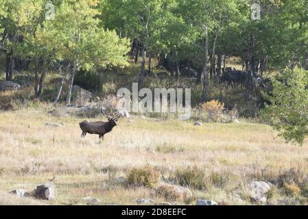 Bull elk standing near forest edge early morning Stock Photo