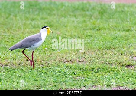 Masked Lapwing (Vanellus miles), Northern territory, Australia. Stock Photo