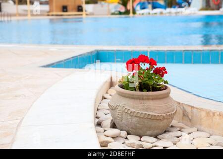 Flowers pot is on foreground of swimming pool, blue water of resort area, nobody Stock Photo