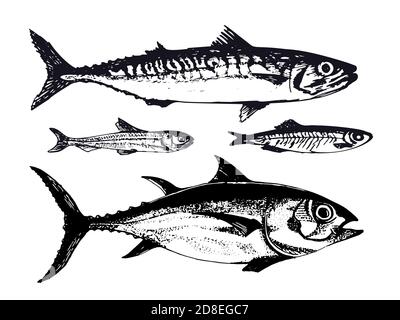 Hand drawn illustration of ocean sea fishes such as mackerel, tuna and capelin. Vector illustration of underwater wildlife animals in vintage sketch Stock Vector