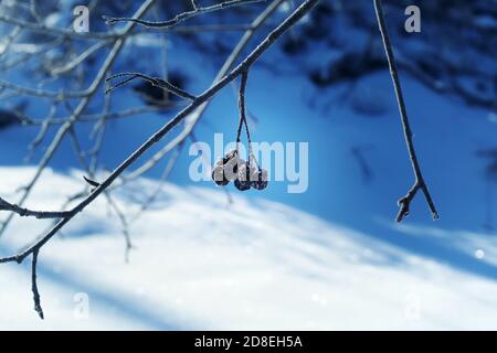 Dry black aronia berries hanging on the bush Stock Photo