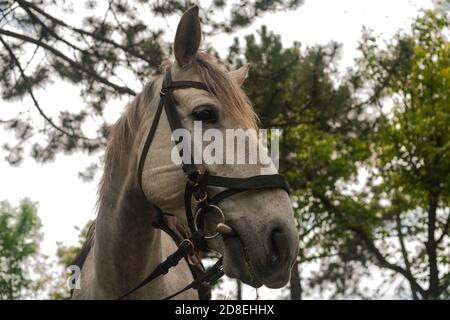 white gray horse grazing on the green grass in the forest, horse harnessed in leather harness, close up portrait Stock Photo