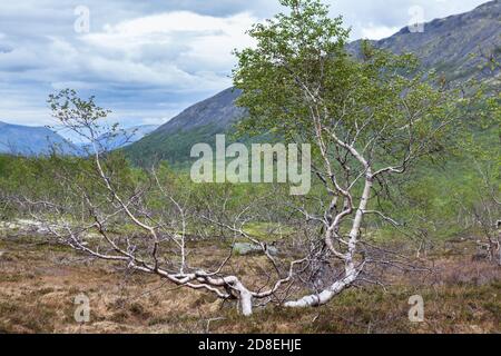 Dwarf birches or Betula nana growing in tundra and mountains, the Kola peninsula, Khibiny massif, Russia. Spring season Stock Photo