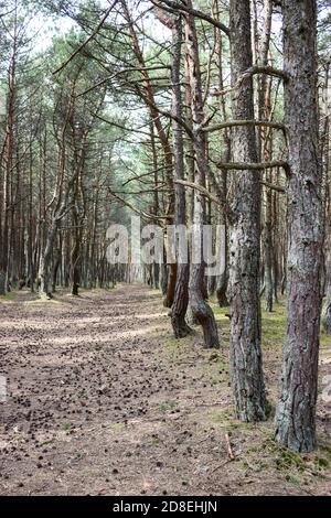 Pathway is in pine forest with lot of pine cones lying on earth at sunny day, wood is on the Kurshskaya Kosa or the Curonian Spit, the Kaliningrad Obl Stock Photo