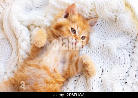 Cute little red kitten lies comfortably on white knitted scarf. Stock Photo