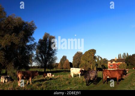 Autumn colours, river Nene Valley, near Castor village, Cambridgeshire, England; UK Stock Photo