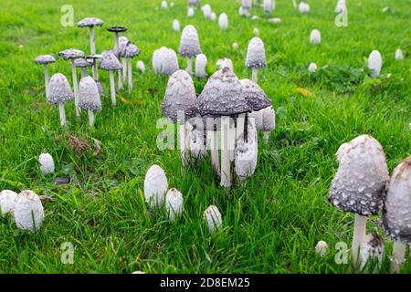 These inking fungi are beautiful in abundance in the field. Coprinus is a genus of mushrooms in the Agaricaceae family. The type species is Coprinus c Stock Photo