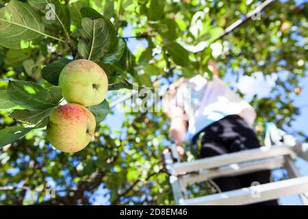 Two ripe apples hanging on branch, female farmer picking apples from tree while standing on step ladder Stock Photo