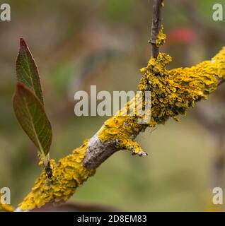 Golden coloured Lichen growing on tree branches in Autumn Stock Photo