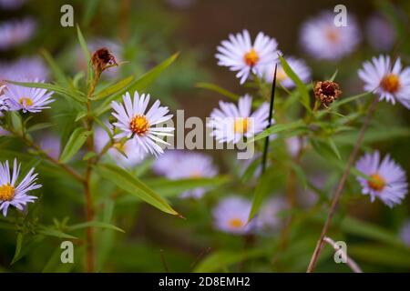 Wild Asters In England on an Autumn morning Stock Photo