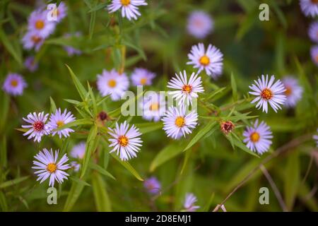 Wild Asters In England on an Autumn morning Stock Photo