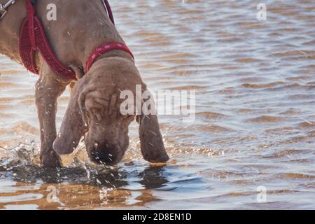 dog is thirsty and suffers from heat in the hot summer. pet dog purebred cocker spaniel stands in the river and drinks cool water sunlight and spray Stock Photo