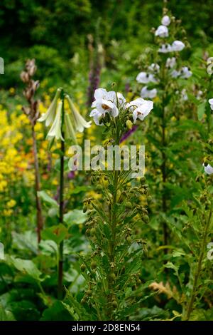 Meconopsis baileyi Alba,white Himalayan poppy,poppies,white flowers,flower,flowering,garden,RM Floral Stock Photo