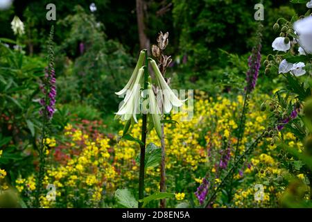 Meconopsis baileyi Alba,white Himalayan poppy,poppies,white flowers,flower,flowering,garden,RM Floral Stock Photo