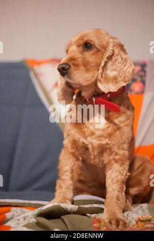 Red Spaniel close-up. Portrait of a purebred show dog at home. Funny pet, kind obedient dog. Breeding and training of thoroughbred spaniel dogs. Stock Photo