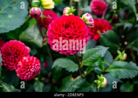Dahlia Cornel Ball,  a ball dahlia, showing medium-sized, spherical purple-red flowers Stock Photo
