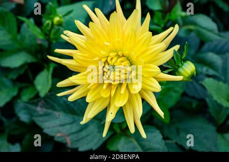 Dahlia Golden Sceptre, so named for the golden ball at its centre, in a honeycomb design. Stock Photo