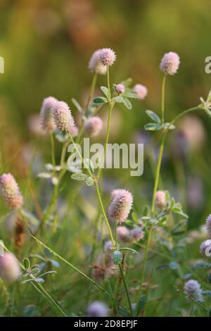 Delicate pink golden rabbitfoot clover flowers at sunrise on a green meadow on a September morning. Trifolium arvense or Hare's-foot Clover. Stock Photo
