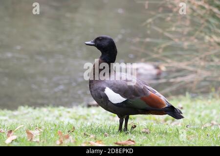 The Paradise Shelduck (Tadorna variegata) is a large goose-like duck endemic to New Zealand. Stock Photo