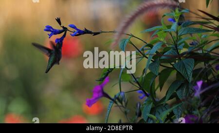 Ruby throated hummingbird sipping nectar from black knight salvia Stock Photo