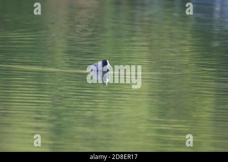An Australian Coot (Fulica atra) also known as the Common Coot swimming on a New Zealand pond. Stock Photo
