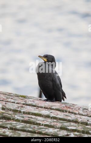 A Little Pied Cormorant, (Microcarbo melanoleucos) also known as Little Shag or kawaupaka. Stock Photo