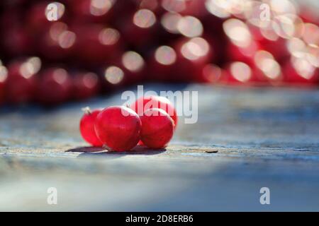 Several transparent red cranberries on an old rough wooden blue surface on a background of many red berries on a sunny autumn day. The collected red c Stock Photo