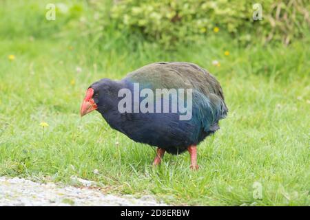 The Takahē (Porphyrio hochstetteri), also known as the South Island Takahē or Notornis, is a flightless bird indigenous to New Zealand Stock Photo