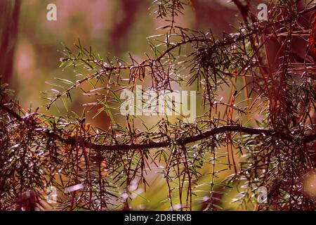Branch of a juniper close-up in the sunlight against the background of yellow foliage of the autumn forest. Stock Photo