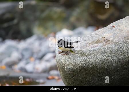 South Island Tomtit (Petroica macrocephala) perched on a rock. Stock Photo