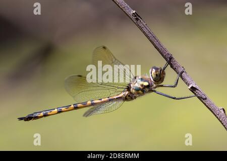Australian Emerald Dragonfly resting on tree branch Stock Photo