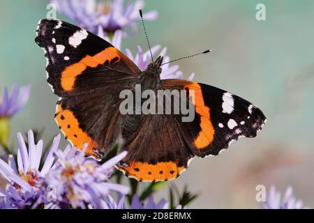 Colorful background butterfly and flowers. Northern Red Admiral butterfly is sitting on purple flowers of Symphyotrichum novi-belgii. Stock Photo