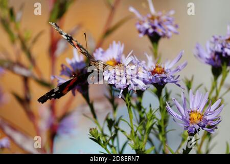 The Northern Red Admiral butterfly with black orange white wings sits on a purple flowers and drinks nectar with its proboscis at sunny autumn day. Stock Photo