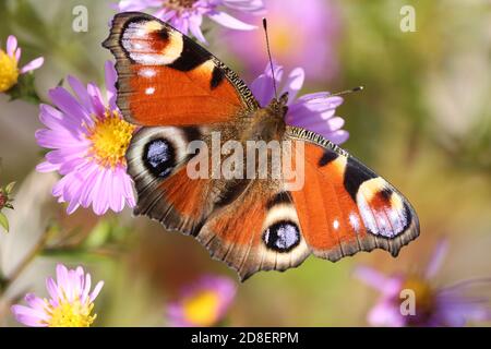 A bright peacock butterfly with spread wings of red-orange-black-white-lilac color sits on purple Symphyotrichum novi-belgii flowers on a autumn day. Stock Photo