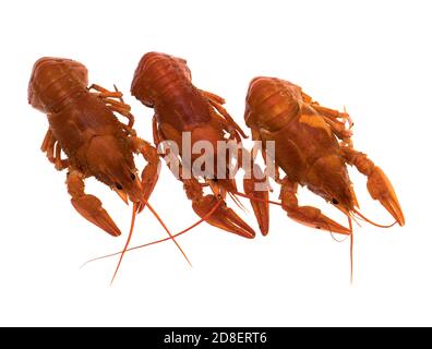 Three cooked boiled crawfish, on a white plate, isolated Stock Photo