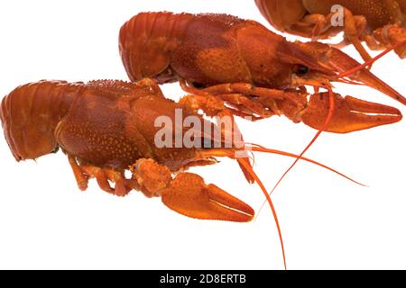 Three cooked boiled crawfish, on a white plate, isolated Stock Photo