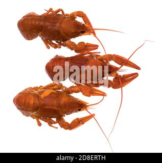 Three cooked boiled crawfish, on a white plate, isolated Stock Photo