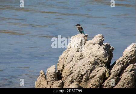 New Zealand Kingfisher (Todiramphus sanctus) also known as Sacred Kingfisher and kotare perch on a rock watching for fish. Stock Photo