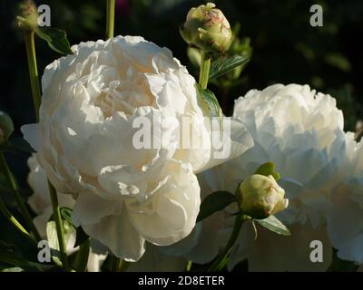 Peony Corinne Wersan.  Double white peony flower. Paeonia lactiflora (Chinese peony or common garden peony). Stock Photo