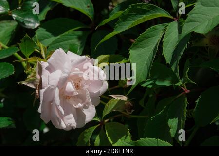 Rosehip bush with light pink flower close up Stock Photo